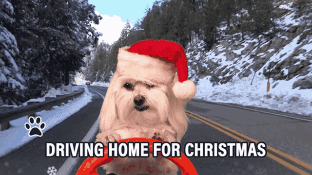 a dog wearing a santa hat is driving a car