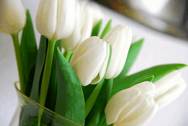 a bunch of white tulips in a glass vase with green leaves