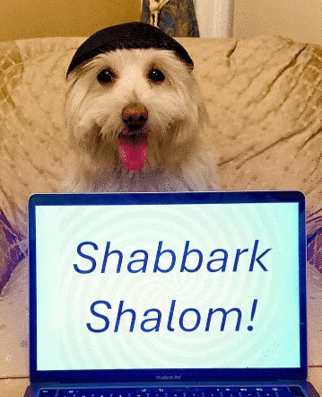 a small white dog wearing a black hat is holding a laptop that says shabbark shalom