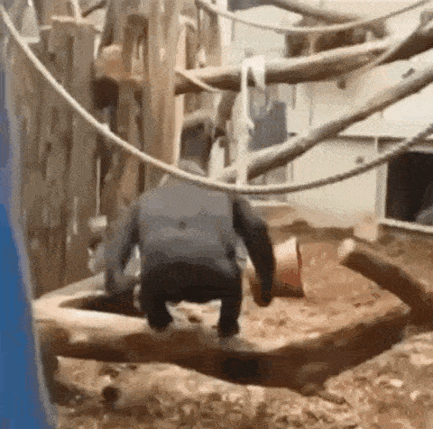a gorilla is climbing a tree branch in a zoo .
