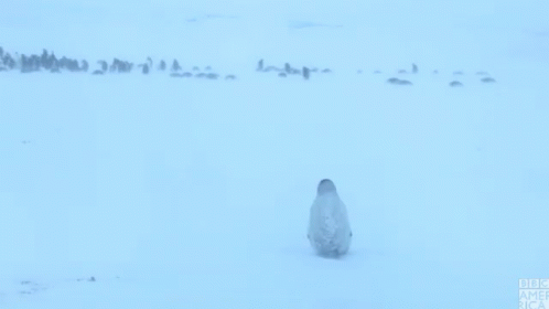 Running Behind Catching Up GIF - Running Behind Catching Up Penguin GIFs