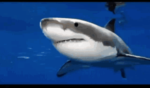 a shark is swimming in the ocean with a blurry background