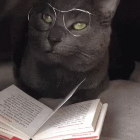 Cat Kitten GIF - Cat Kitten Book GIFs