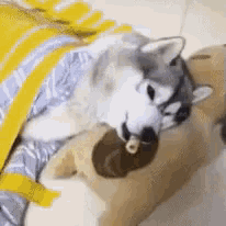 a husky dog is sleeping on a bed with a stuffed animal .