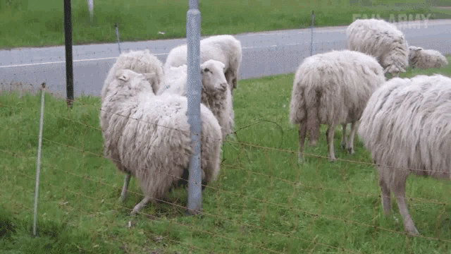 Scratching Itchy GIF - Scratching Itchy Sheep GIFs