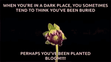 a pink flower with a black background and a quote about being buried
