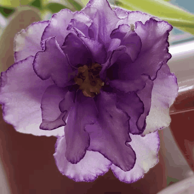 a close up of a purple and white flower