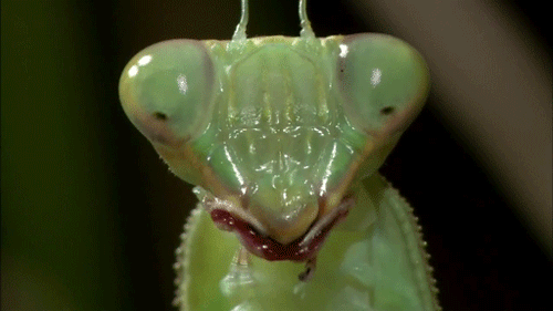 Praying Mantis GIF - Praying Mantis Chew Salivating GIFs