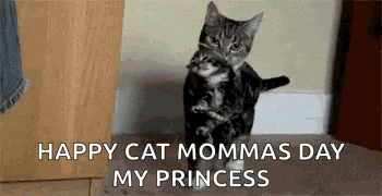 a cat is holding a kitten in its arms and saying happy cat mommas day my princess .