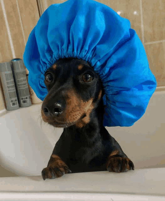 a dachshund wearing a blue shower cap looks out of a bathtub