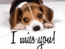 Puppy Miss You GIF - Puppy Miss You Cute Dog GIFs