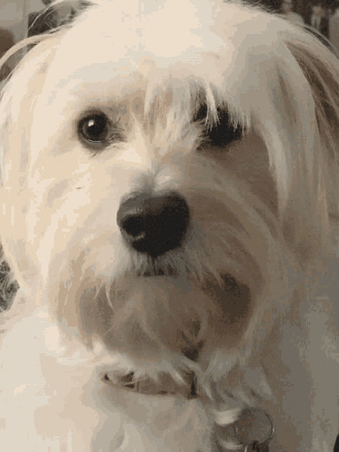 a close up of a white dog 's face with a pink collar