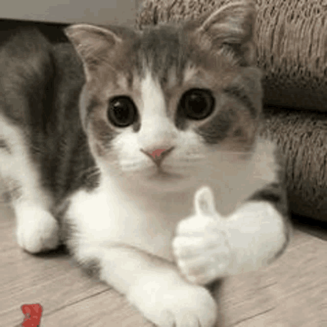 a gray and white cat is giving a thumbs up while laying on the floor .