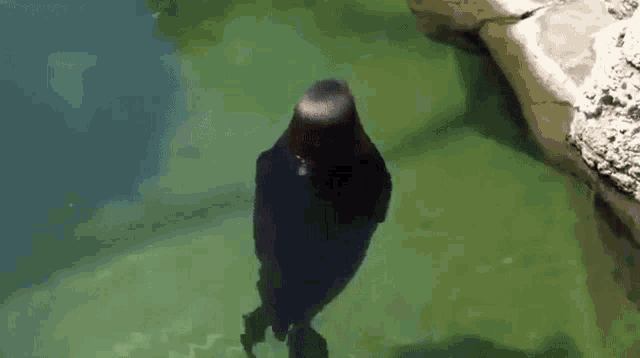 a seal is swimming in a body of water with a rock in the background