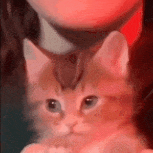 Mishachu Cat Squish GIF - Mishachu Cat Squish GIFs