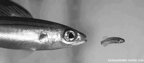 Sardines Fish GIF - Sardines Fish Gulp GIFs