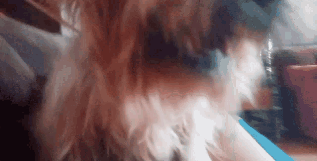 a close up of a dog 's face with a blue collar