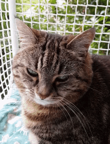 Mirabelle Cats GIF - Mirabelle Cats GIFs