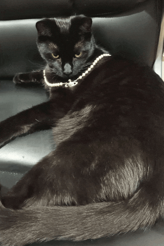 a black cat wearing a white pearl necklace