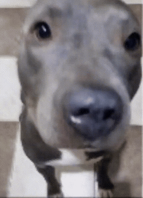 a close up of a dog 's nose and eyes