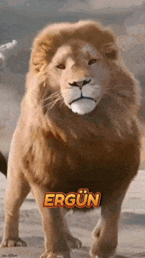 a painting of a lion with the name ergun on the bottom