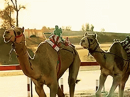 Camels GIF - Camels GIFs