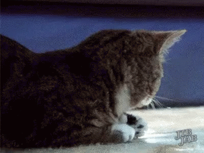 Say What Cat GIF - Say What Cat GIFs