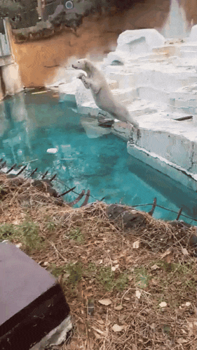 a polar bear is jumping out of a pool