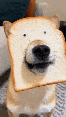 a dog is holding a piece of bread in front of his face .