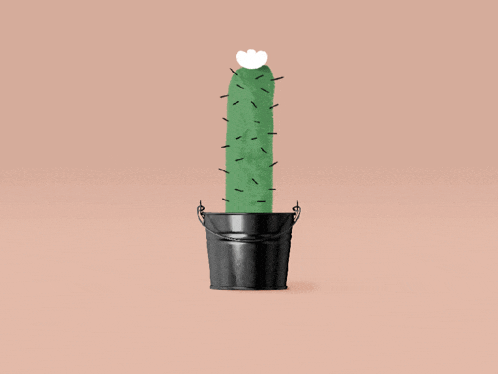 a cactus in a black bucket with a white heart on top of it
