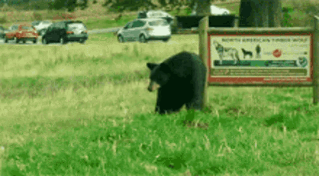 a bear is standing in a field next to a sign that says north american timber wolf
