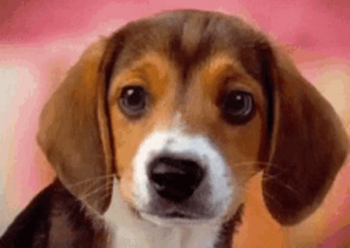 Beagle Dog GIF - Beagle Dog Puppy GIFs