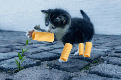Cat Pâte GIF - Cat Pâte GIFs