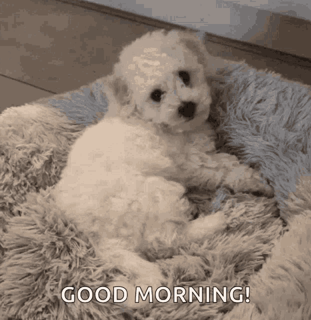 Good Morning GIF - Good Morning Puppy GIFs