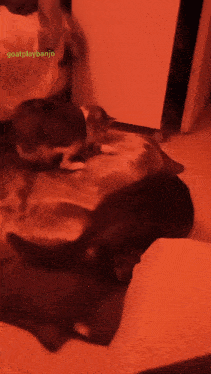 a blurred image of a cat with the words goatplaybanjo on the bottom right