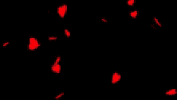 red hearts are falling on a black background