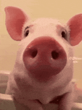 a close up of a pig 's nose with the words mina on the bottom