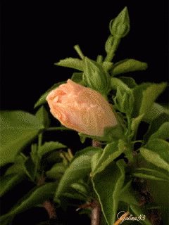 Flower Gumamela GIF - Flower Gumamela Hibiscus GIFs