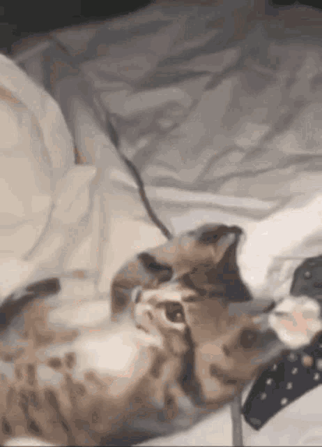 a cat wearing a tie is laying on a bed