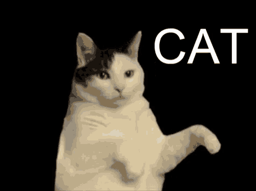 a black and white cat with the words " i 'm a kitty cat " above it