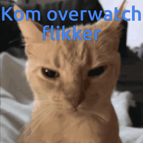 a picture of a cat with the words kom overwatch flicker written above it