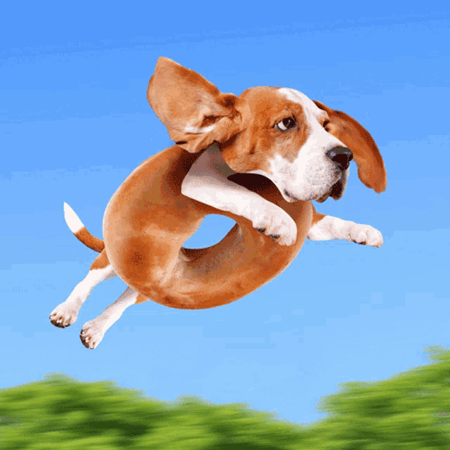 a brown and white dog is jumping through the air