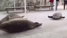 Seal GIF - Seal GIFs