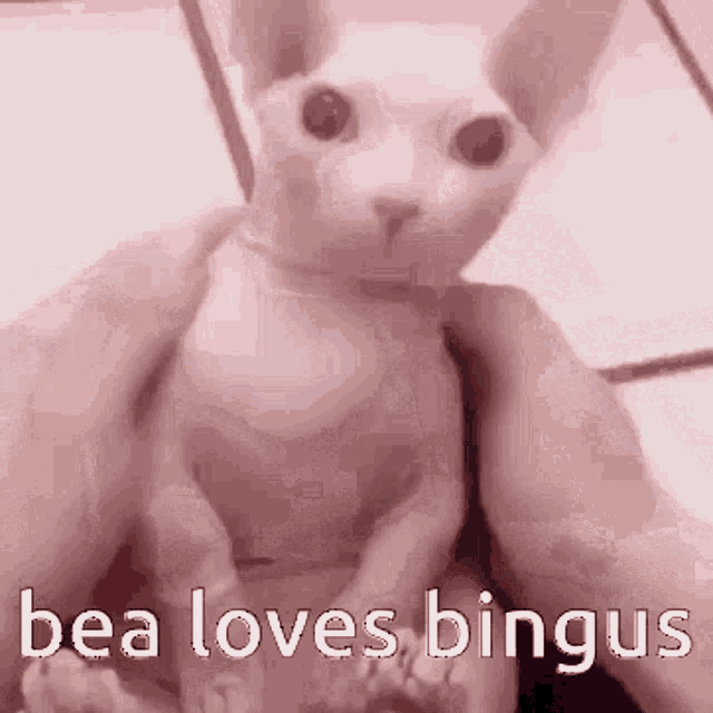 Bea Loves Bingus Bingus GIF - Bea Loves Bingus Bingus GIFs
