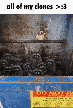 a bunch of raccoons in a dumpster with a do not park sign on it