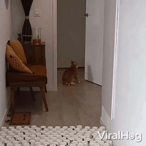 Doing Parkour Cat GIF - Doing Parkour Cat Viralhog GIFs