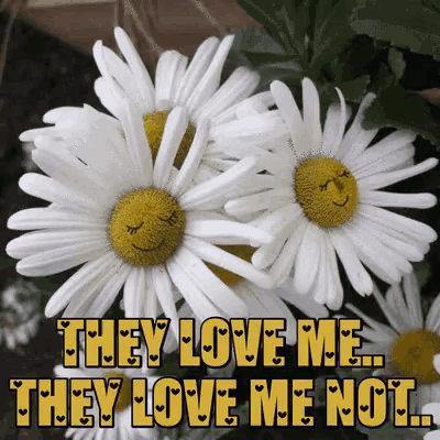 a bunch of daisies with the words they love me they love me not on them