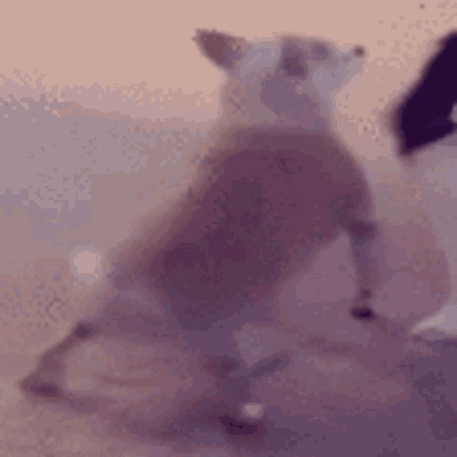 a blurry picture of a dog wearing a shirt