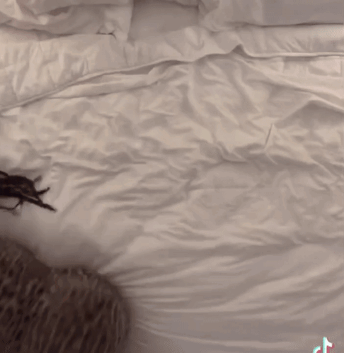 Hyunababe Lady Roll On Bed GIF - Hyunababe Lady Roll On Bed Ceiling Challenge GIFs