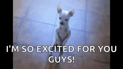 a small white dog with the words i 'm so excited for you guys